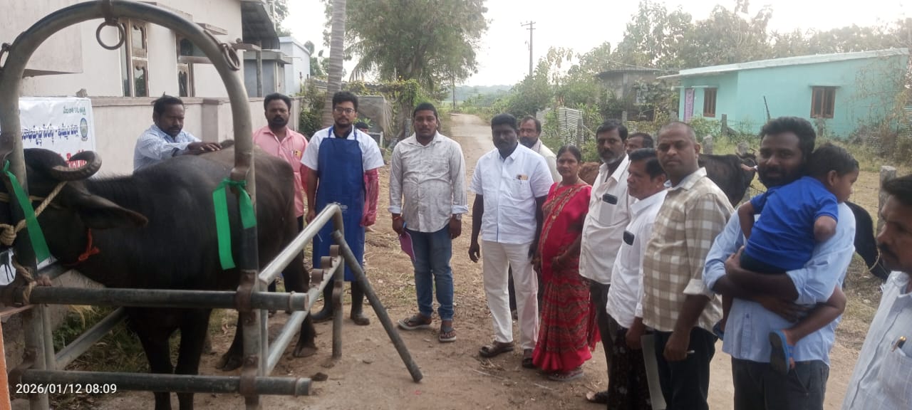 జిల్లా పశుగుణభివృద్ధి సంస్థ ఆధ్వర్యంలో గొల్లగూడెంలో ప్రారంభమైన పశు వైద్య శిబిరము
