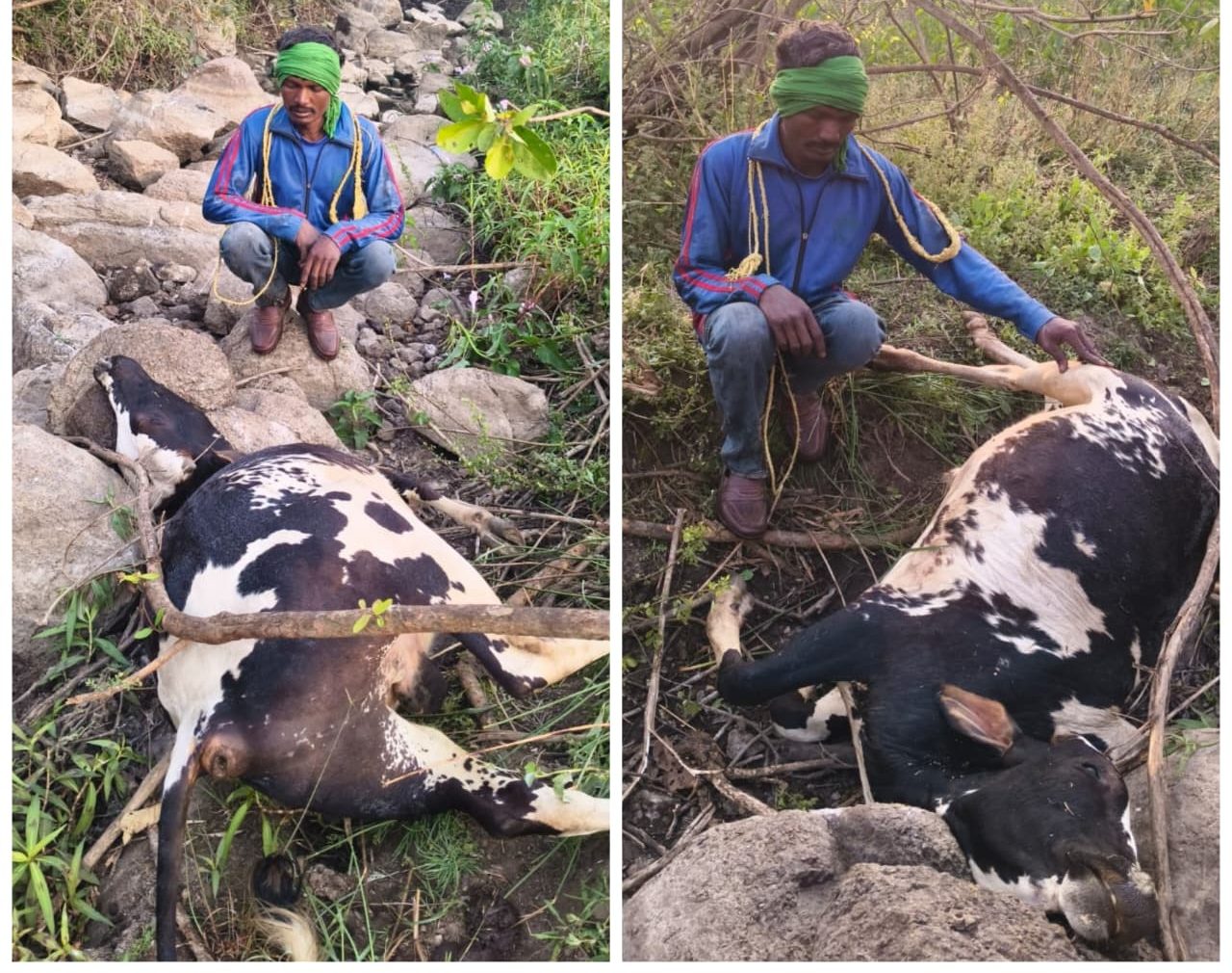 పాముకాటు… ఎద్దు మృతి